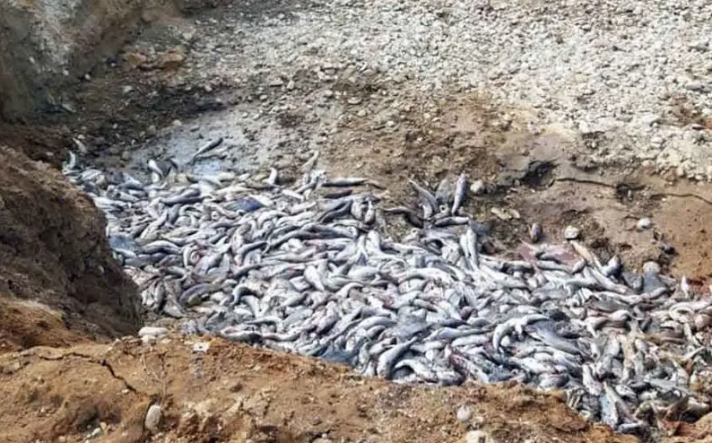 На Камчатке у предприятия «испарилось» более 31 тонны рыбных отходов