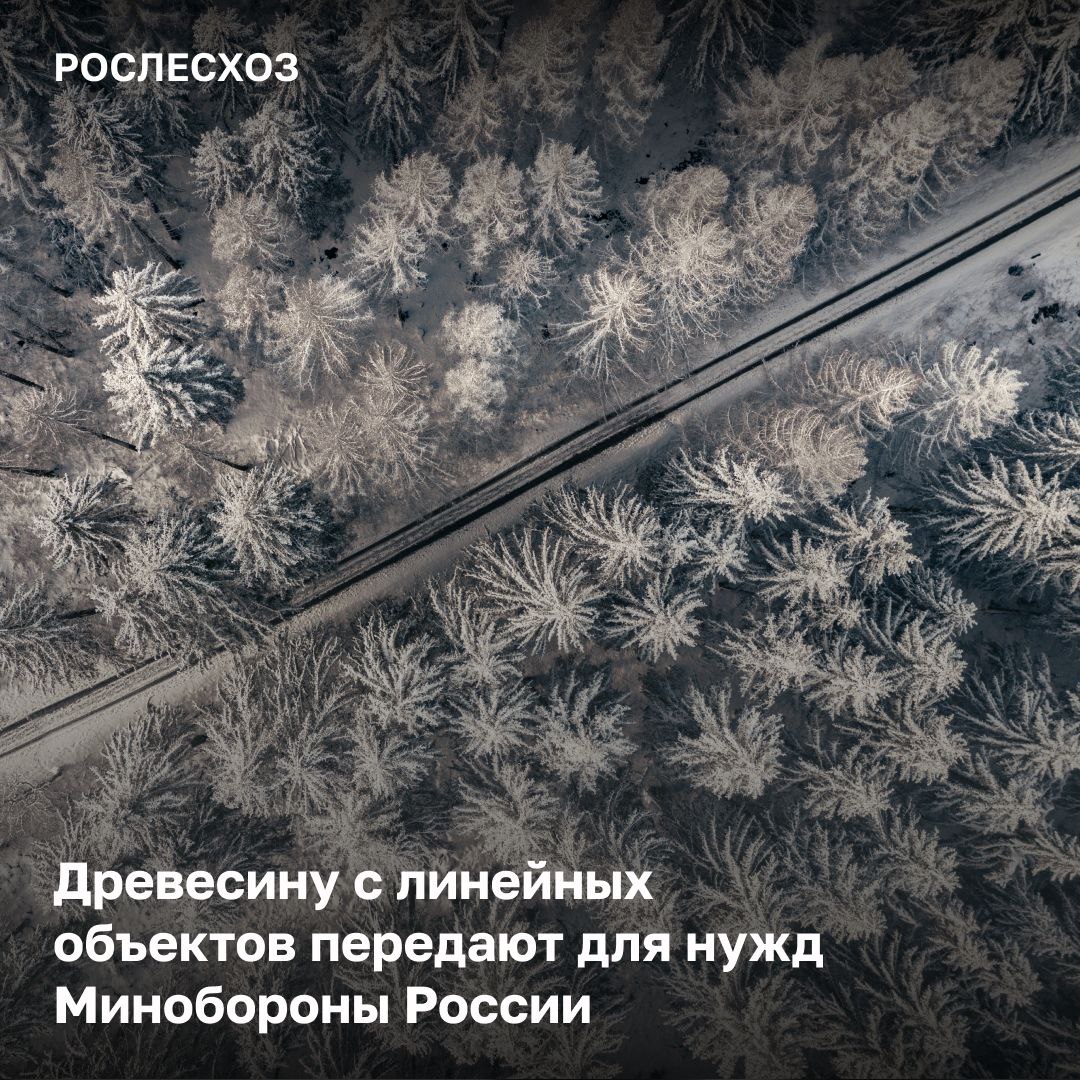 Постановление Правительства России №2153 изменяет порядок использования древесины, полученной в ходе рубок для линейных объектов.