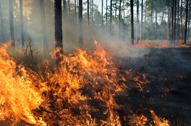 Жаркое лето-2024. Почему Россия обречена на лесные пожары